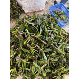 1 Lan Quế Tím to 3 cặp lá đẹp