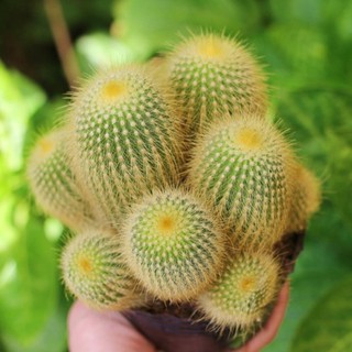 Xương rồng bụi vàng đậm