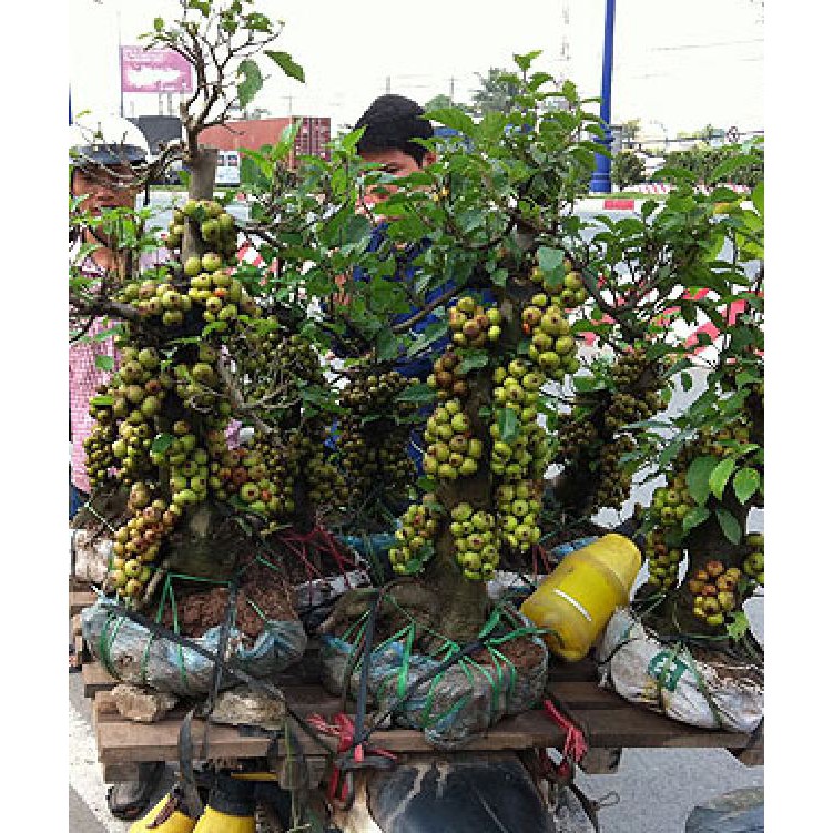 Hạt giống cây sung Bonsai - KL 10 hạt