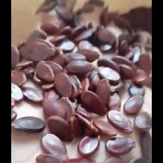 Hạt dưa hạt bí