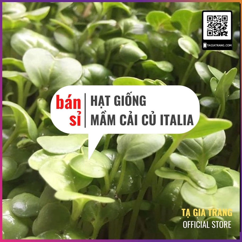 [Bán sỉ] - Hạt giống rau cải mầm Italia
