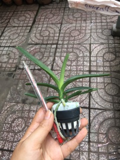 Hoa lan Vanda giống hoa to