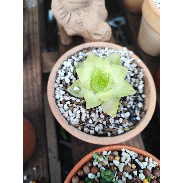 Sen đá kèm chậu như hình