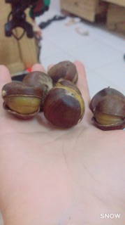Hạt dẻ