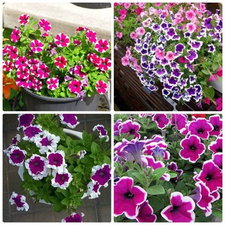 Hạt giống hoa Dạ Yên Thảo Viền 100 hạt