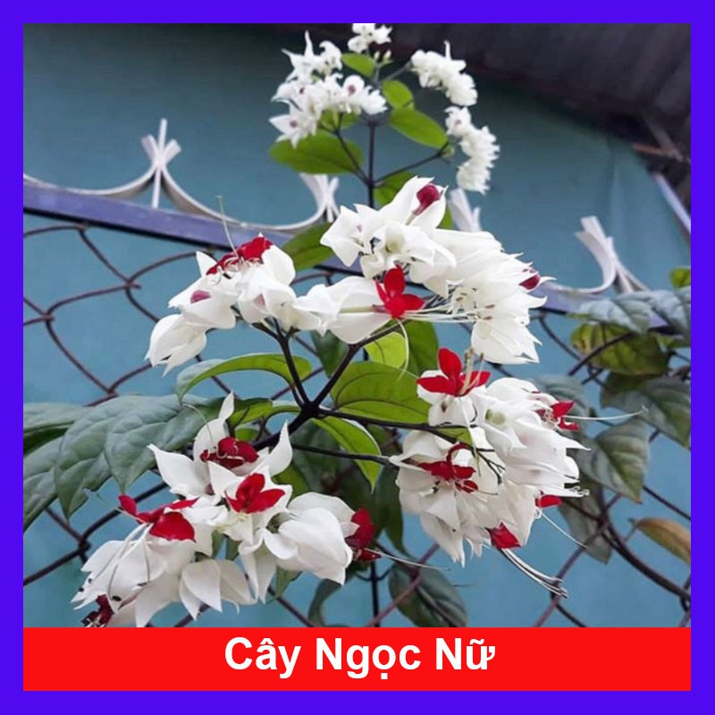 Cây Ngọc Nữ - Cây cảnh sân vườn + Tặng phân bón cho cây mau lớn