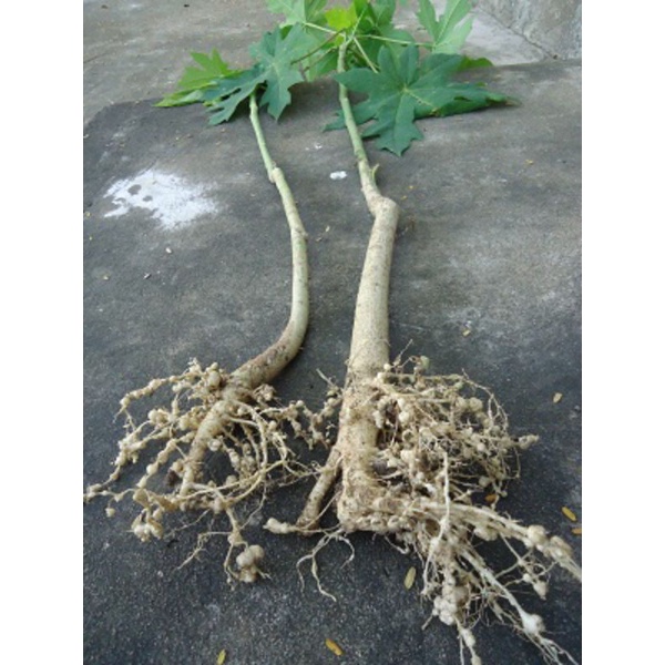 100g rễ cây đu đủ