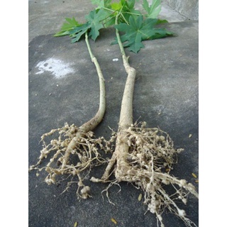 100g rễ cây đu đủ