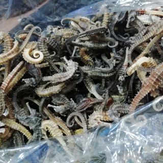 Combo 10 con cá ngựa size mini 6-8 cm