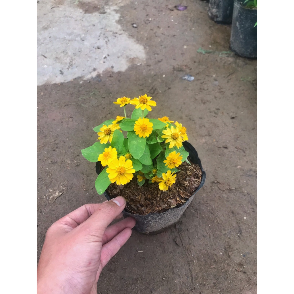 Cây hoa cúc mặt trời đã có hoa và nhiều nụ, cây cao 15 - 20cm có sức sống khỏe thích hợp trang trí sân vườn