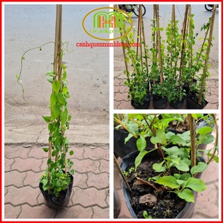 [Ảnh thật] Cây giống cây lá giang nấu canh gà lá giang, canh chua lá giang cao 1m-1,3m