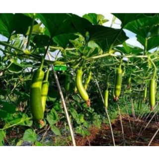 Hạt giống bầu sao lai f1
