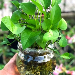 Trầu bà thuỷ sinh