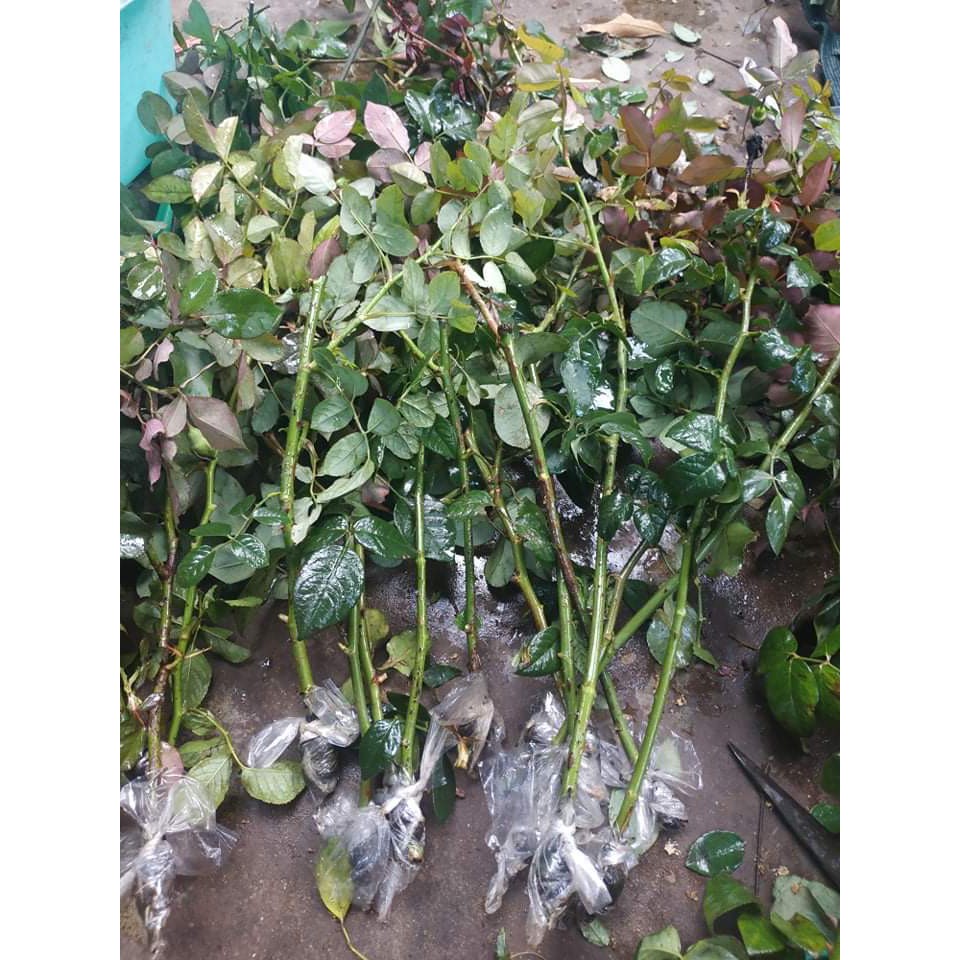 Cành Chiết Hoa Hồng Cổ Sơn La