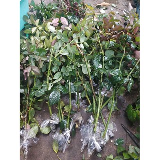 Combo 5 Cành Chiết Hoa Hồng (Giống Hoa Hồng)
