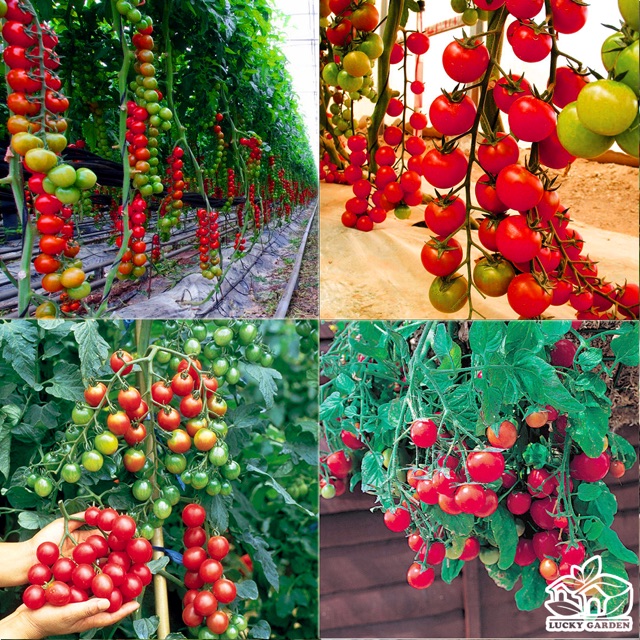 Hạt giống cà chua cherry đỏ  cao cấp