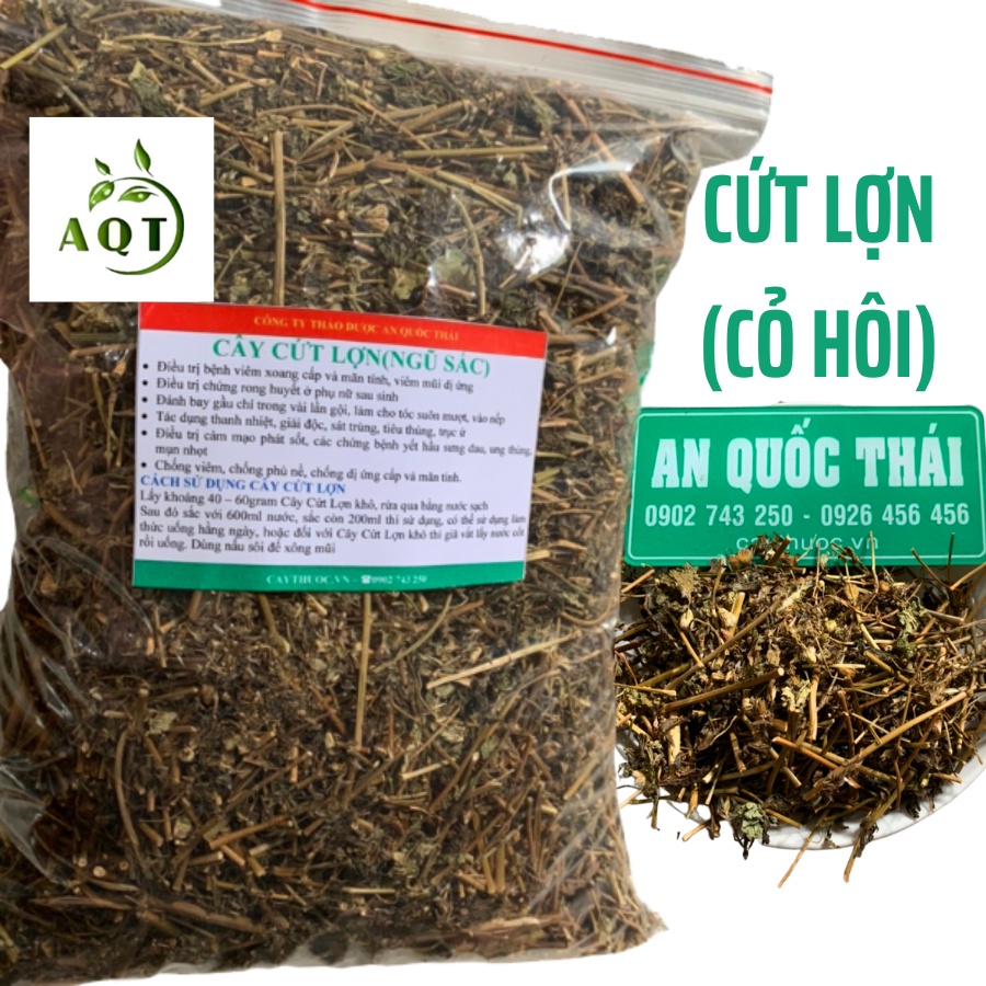 Cây Cứt Lợn Khô 1Kg (Cỏ Hôi Bông Tím), Cây Cỏ Hôi Hỗ Trợ Viêm Xoang, Viêm Mũi Dị Ứng | Thảo dược An Quốc Thái