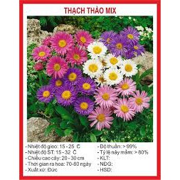 Hạt giống hoa thạch thảo mix 100 hạt