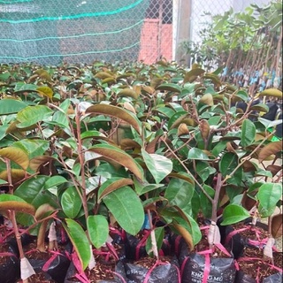 Cây Giống Vú Sữa Mica