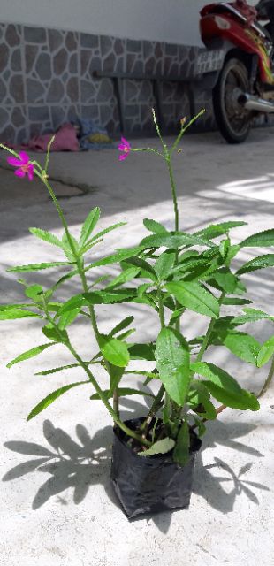 6 cây giống sâm đấtcao hơn30cm