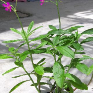 6 cây giống sâm đất( thổ sâm)cao hơn30cm