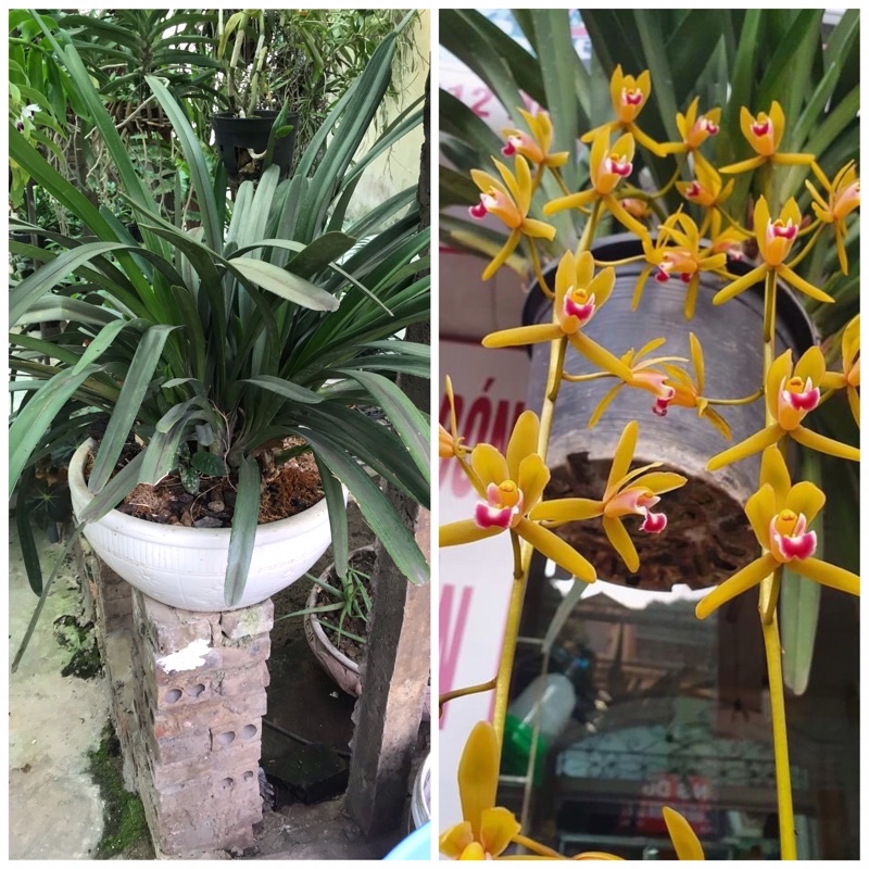 Hoa lan kiếm tiên vũ