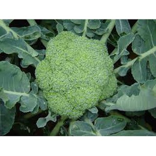 1000 hạt giống súp lơ xanh