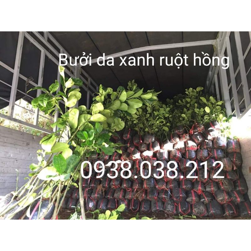 CÂY BƯỞI DA XANH RUỘT HỒNG CHIẾT CÀNH