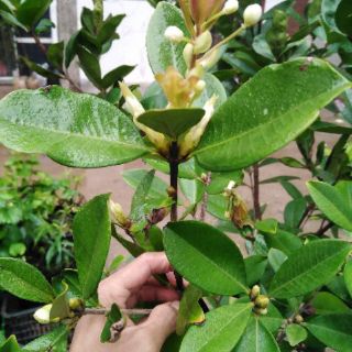 Siêu phẩm cherry đang ra hoa