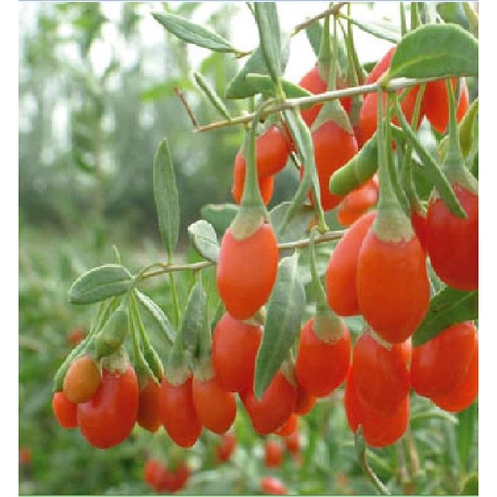Hạt Giống Quả Câu Kỷ Tử - GojiBerry KÍN1284 - Gói 50 hạt