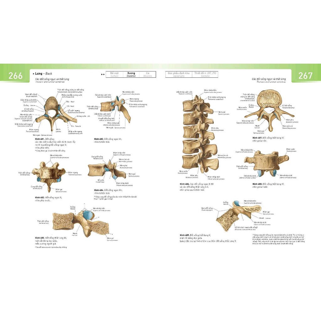 Sách - Sobotta Atlas Giải Phẫu Người (Phiên Bản Thứ 14)