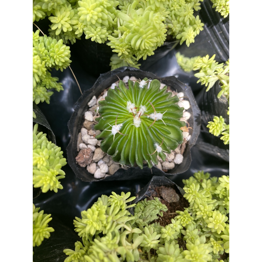 XƯƠNG RỒNG TRÚC NGỌC MINI -RA HOA RẤT ĐẸP