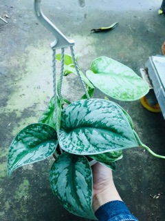 TRẦU BÀ PHÁP CHẬU TREO MINI