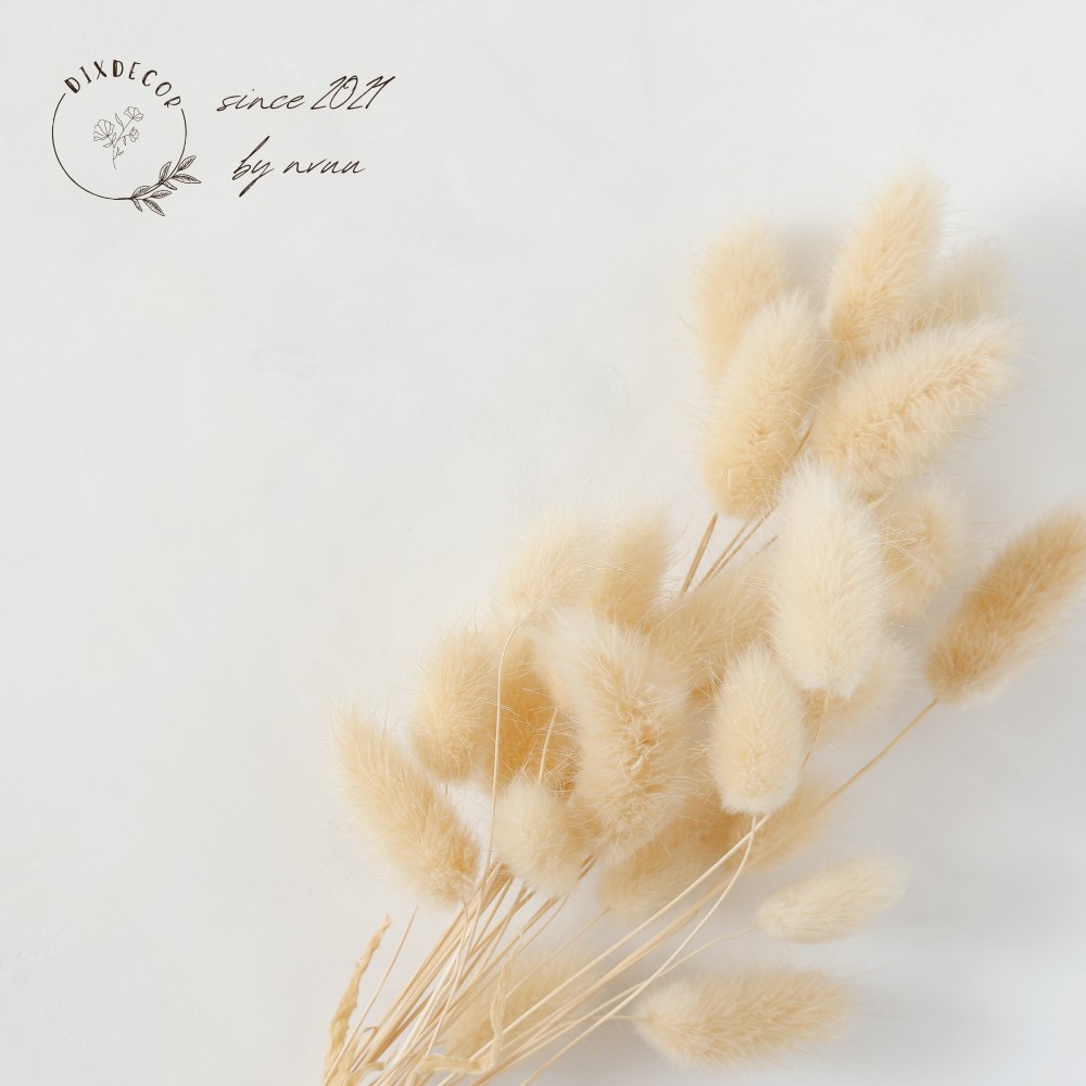 Hoa Đuôi Thỏ Khô Bunny Tails - Cỏ Đuôi Thỏ Decor - Hoa Trang Trí