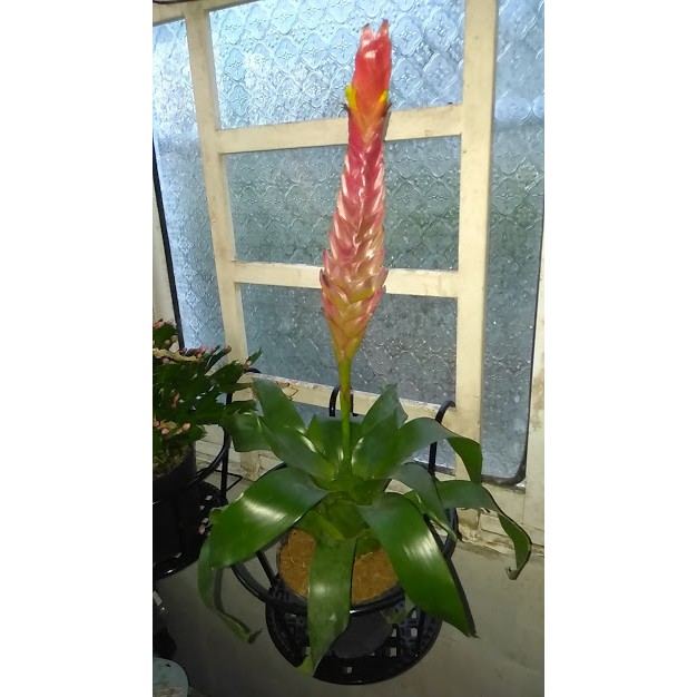 Cây phát lộc hoa [Loại lớn-chưa hoa, màu ngẫu nhiên]