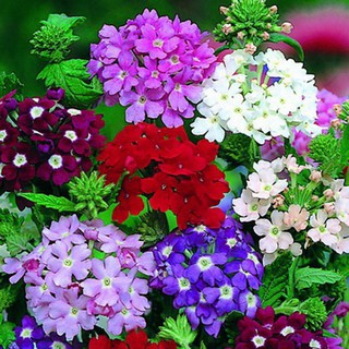 Gói 0.5gr hạt giống hoa mã tiên nhiều màu Verbena Hybrida