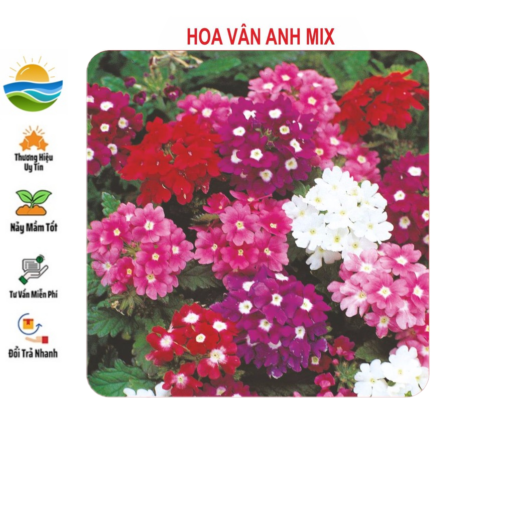 Hạt Giống Hoa Vân Anh (Cúc Indo) 50 Hạt