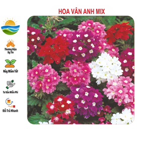 Hạt giống hoa vân anh 50 hạt