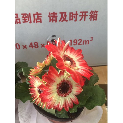 Chậu hoa đồng tiền lùn đã có hoa nhiều mặt hoa