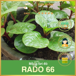 Hạt Giống Mồng Tơi Đỏ RADO 66 gói 5gr chịu hạn tốt