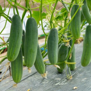 Hạt giống dưa leo quả to và dài VTS156 | Vạn Tín Store