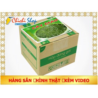 Đóng gói 1kg cây giao chữa viêm xoang