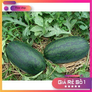 Hạt giống Dưa hấu (0,5g) (MV)