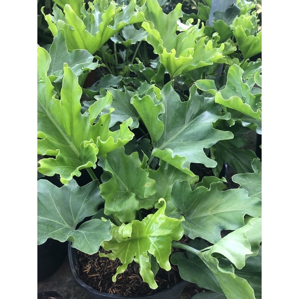 Cây trầu bà thanh Xuân