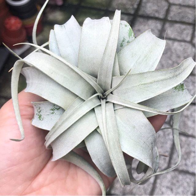 Cây không khí nữ hoàng-Tillandsia xerographica