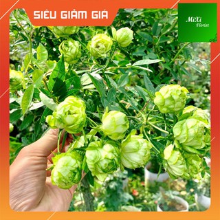 [Không Đúng-Hoàn Tiền] Cây Hoa Hồng Xanh (Jane Green), Hoa hồng xanh Phù hợp để trong vườn, sân, nhà ở