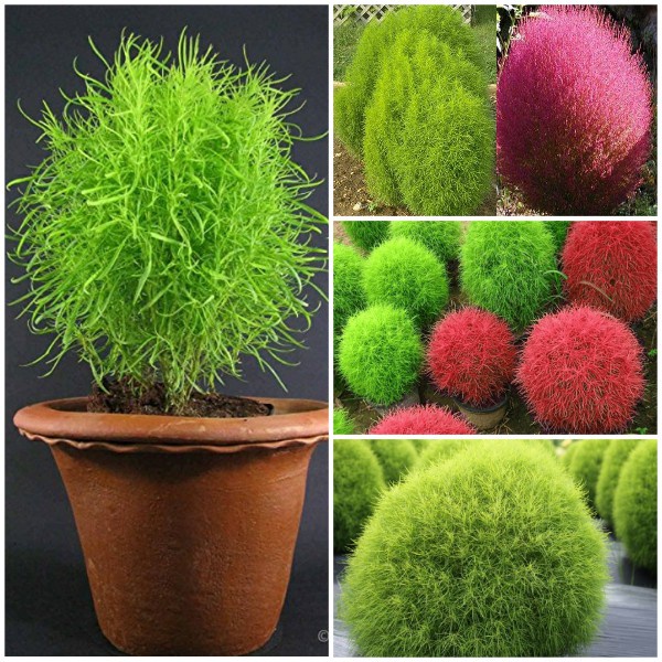 Hạt giống cỏ đổi màu ( tặng kèm phân bón , kích mầm )