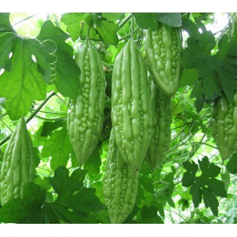 5 Hạt Giống Quả Mướp Đắng (Khổ Qua)