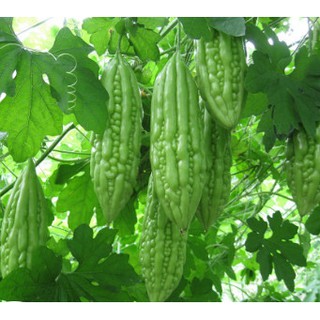 5 Hạt Giống Quả Mướp Đắng (Khổ Qua)
