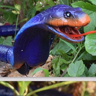 Rắn hổ mang Naija Cobra điều khiển từ xa loại to đẹp